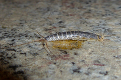 Ctenolepisma longicaudatum