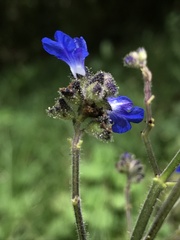 Salvia palifolia
