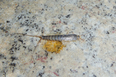 Ctenolepisma longicaudatum