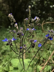 Salvia palifolia