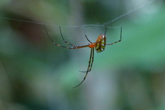 Leucauge granulata