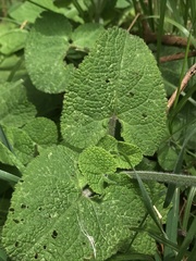 Salvia palifolia