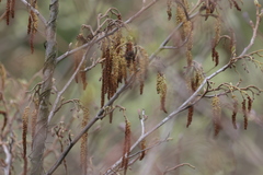 Alnus glutinosa