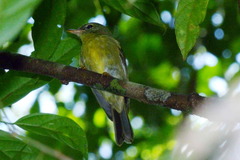 Microeca flavovirescens