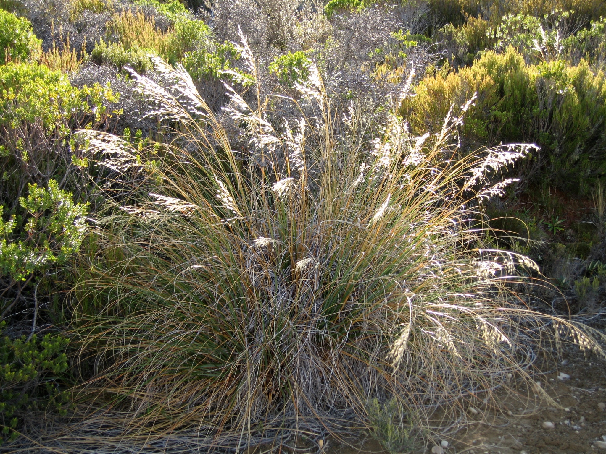 Chionochloa flavescens
