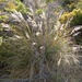 Chionochloa flavescens - Photo (c) Jon Sullivan, algunos derechos reservados (CC BY)