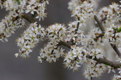 Prunus spinosa