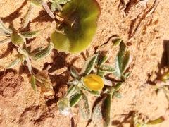 Anthyllis circinnata