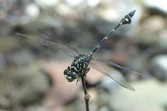 Ictinogomphus lieftincki