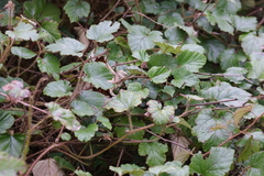 Rubus tricolor