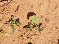 Anthyllis circinnata