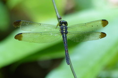 Agrionoptera longitudinalis