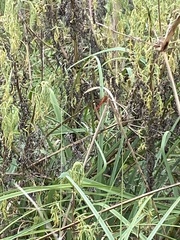 Crocothemis servilia