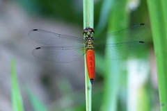 Lyriothemis meyeri