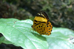 Praetaxila statira