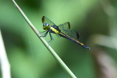 Agrionoptera longitudinalis