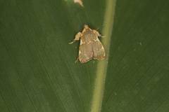 Parachma rufoflavalis