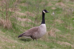 Branta canadensis