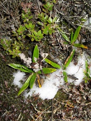 Celmisia spectabilis