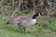 Branta canadensis