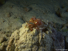 Lysiosquillina maculata