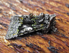 Behrensia conchiformis