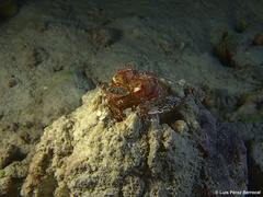 Lysiosquillina maculata