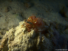 Lysiosquillina maculata