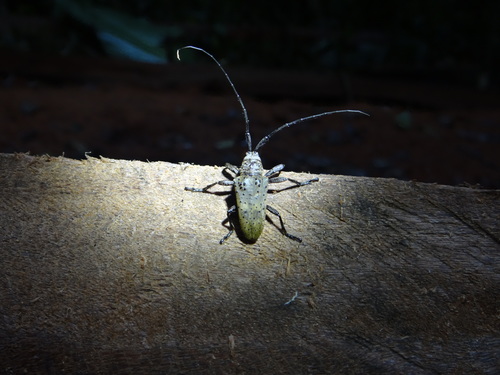 Hypselomus globifer