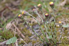 Tussilago farfara
