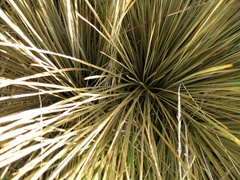 Aciphylla subflabellata