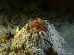 Lysiosquillina maculata