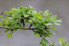 Crataegus monogyna