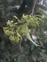 Smilax domingensis