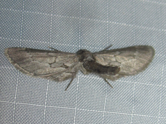 Glaucina nota