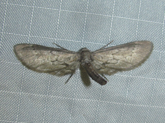 Glaucina nota