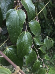 Smilax domingensis
