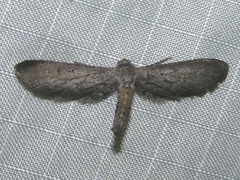 Glaucina nota
