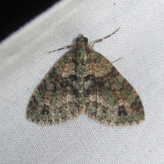 Hammaptera parinotata