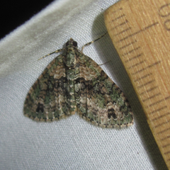 Hammaptera parinotata