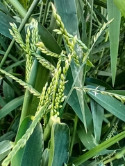 Urochloa plantaginea