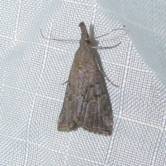 Hypena minualis