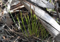 Carex geyeri