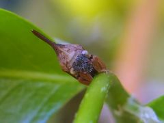 Enchenopa
