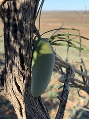 Leichhardtia australis