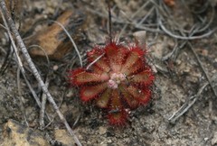 Drosera venusta