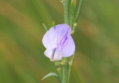 Psoralea triflora