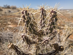 Cylindropuntia whipplei