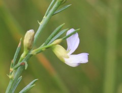 Psoralea triflora