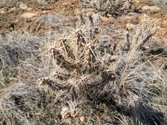 Cylindropuntia whipplei
